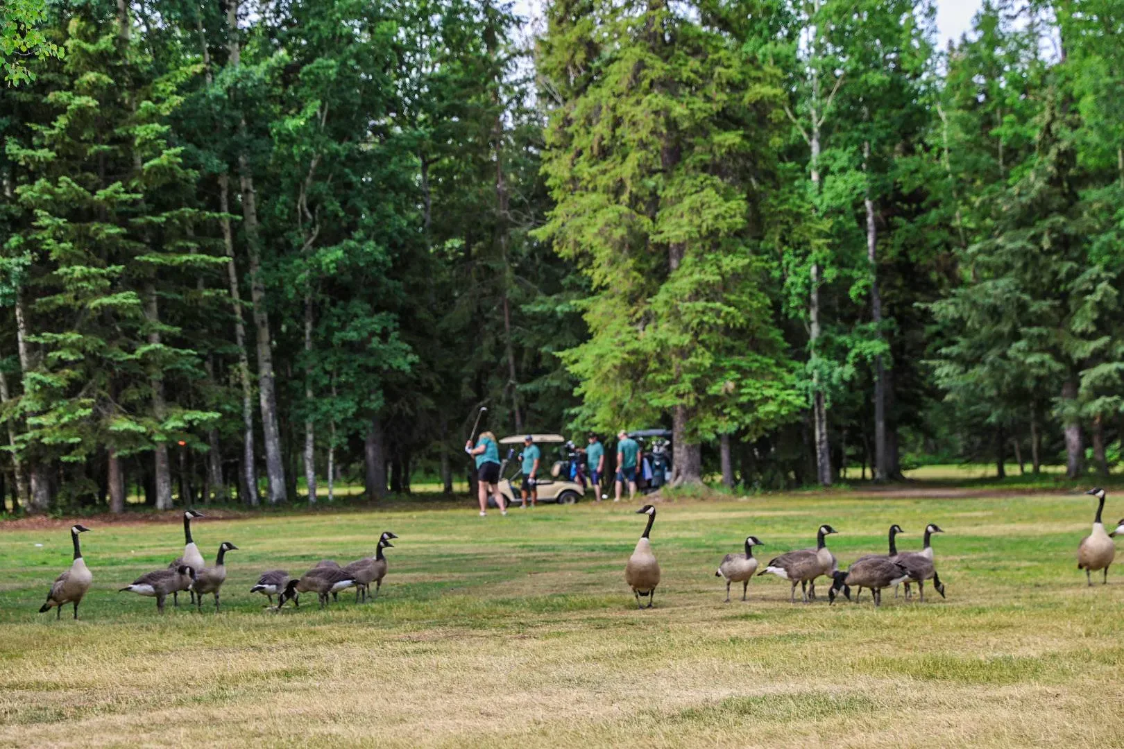 Golfers taking part in the RCSP Charity Classic golf tournament